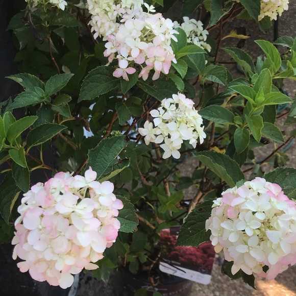 Hey there! - Picture 3 of 7